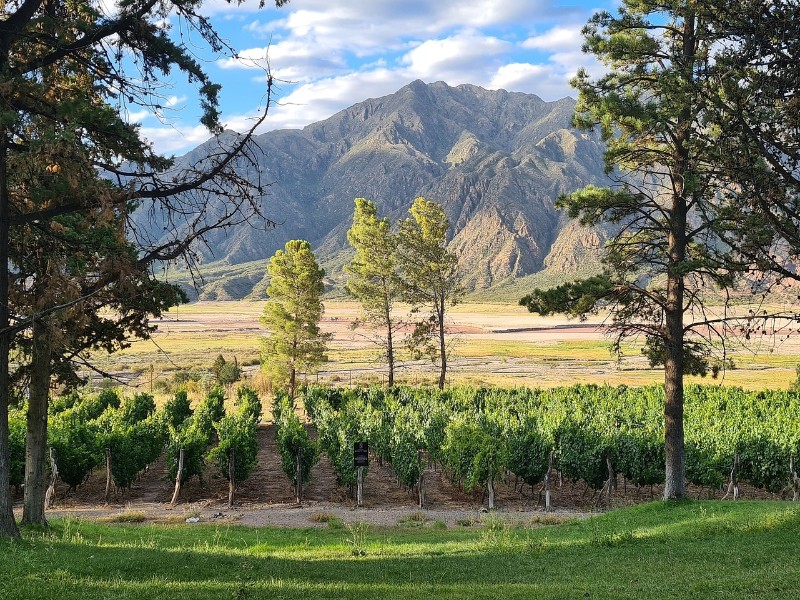 Vineyard