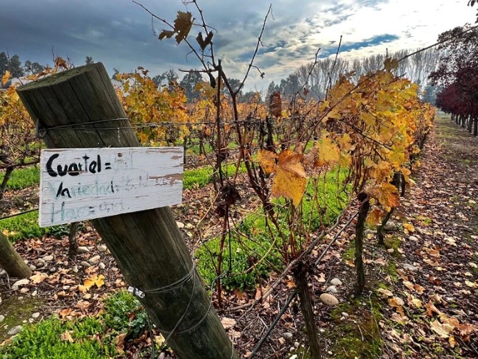 Weinregion Ñuble & Weinberge von Chillán