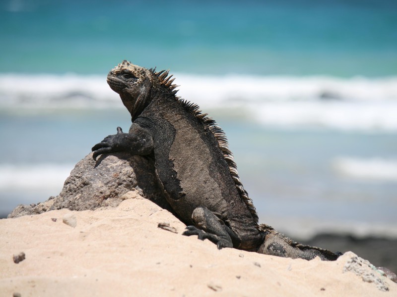 Marine Iguana