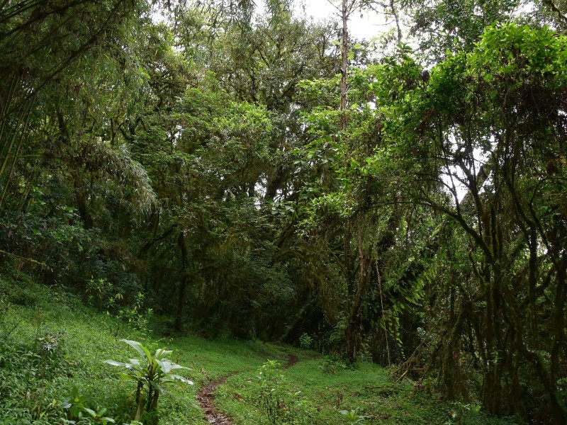 Harenna Forest