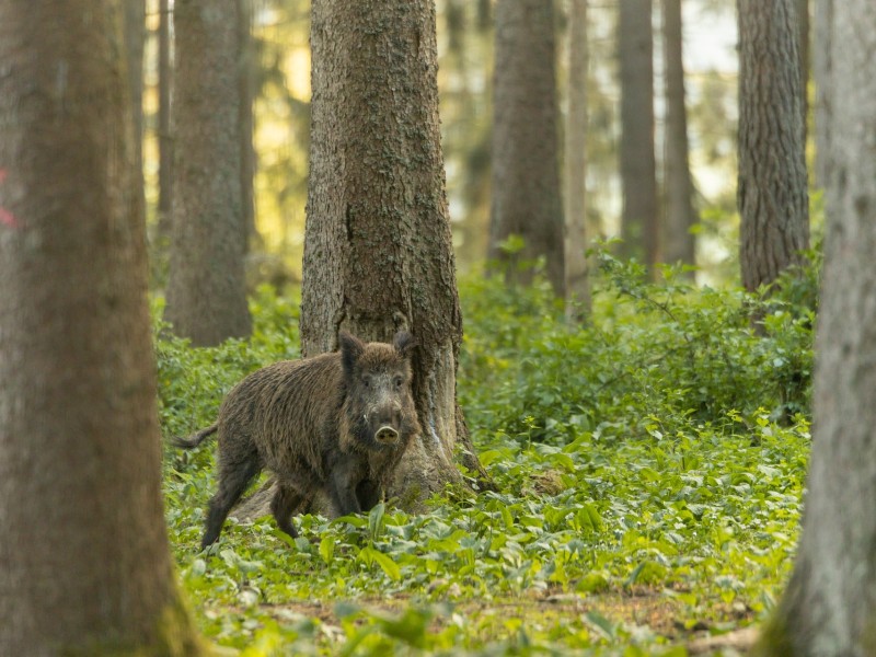 Wild Boar