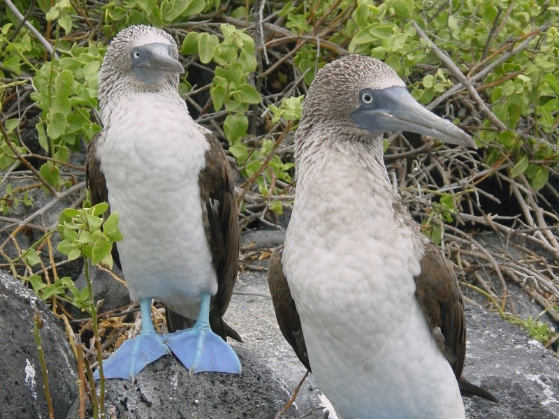 Galapagos - Blaufusstölpel