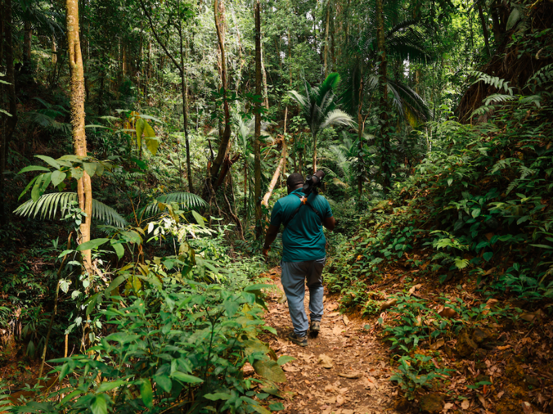 Tobago Main Ridge Forest