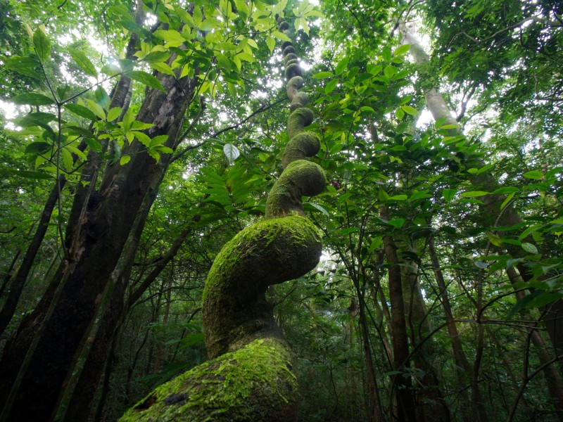 Monteverde Nebelwald