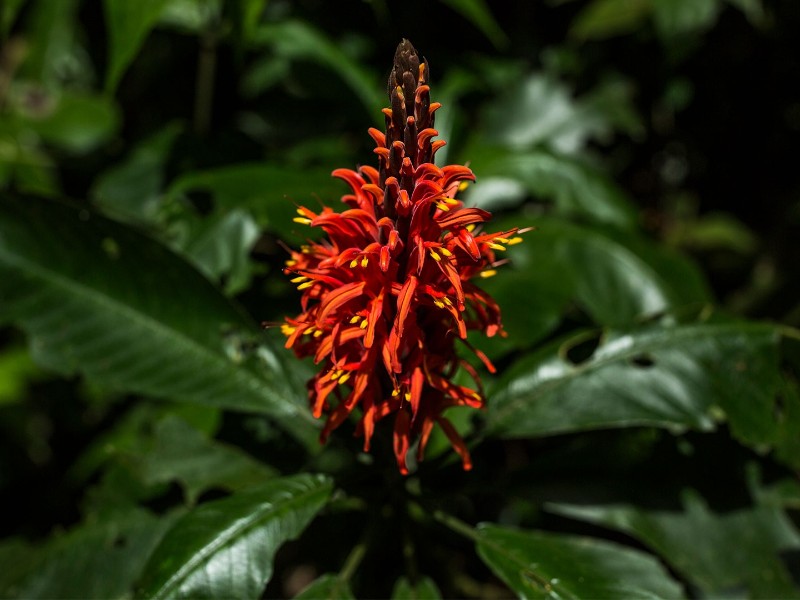 Posada Amazonas - Blütenwunder im Urwald