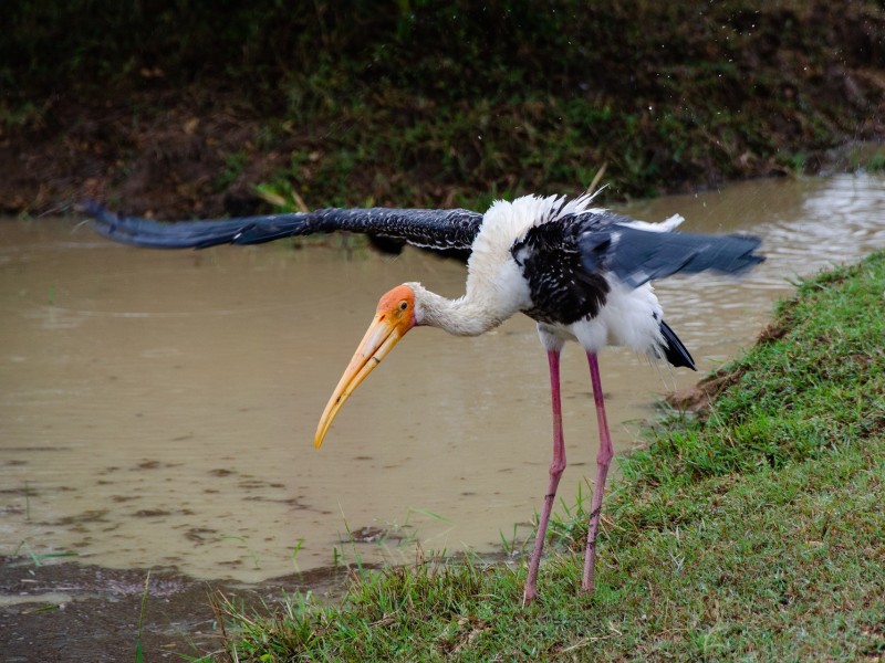 Painted Stork