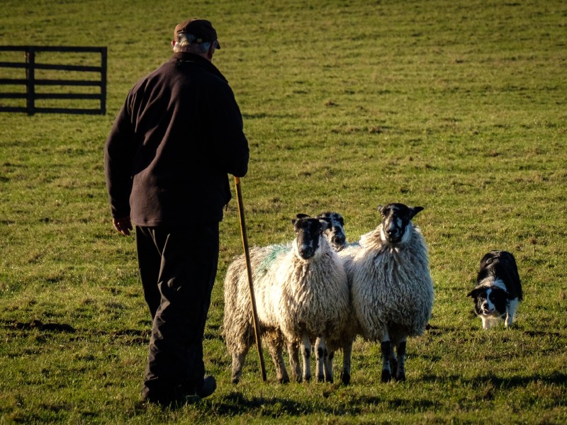UK - Scotland - Sheeps