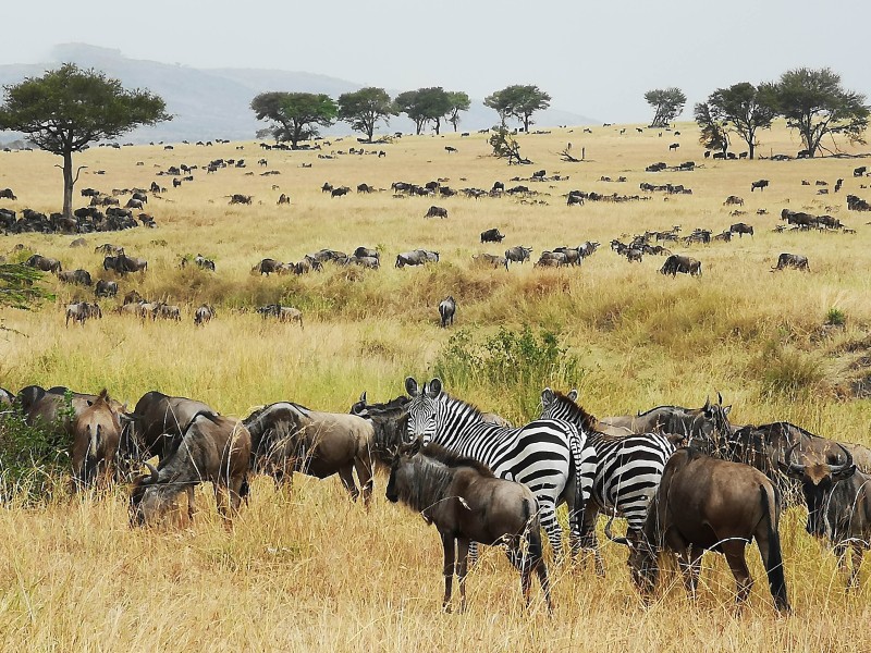 Wildebeest 