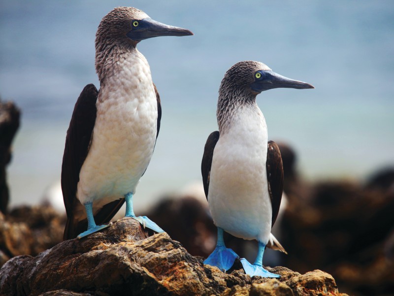 Blaufußtölpel - Silver Origin