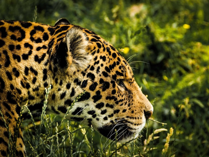 Jaguar conservation project