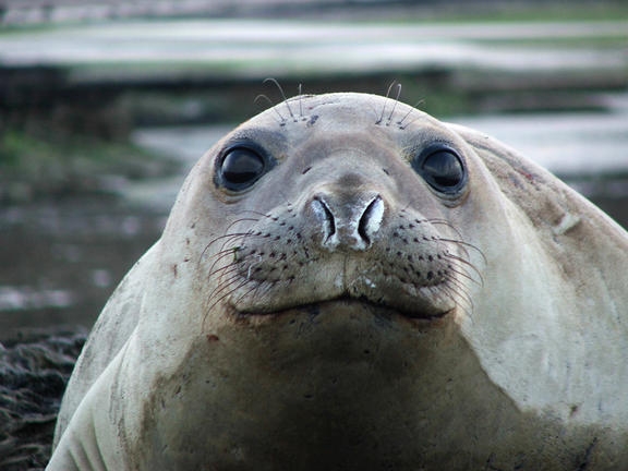 Sea elephant - Valdés