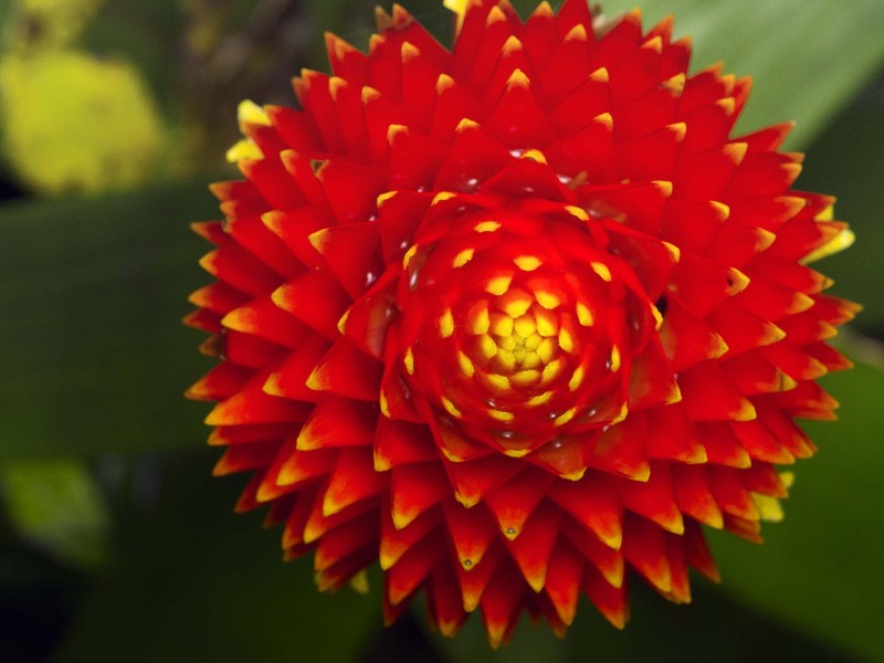 La Paz Waterfall Gardens - Dahlie