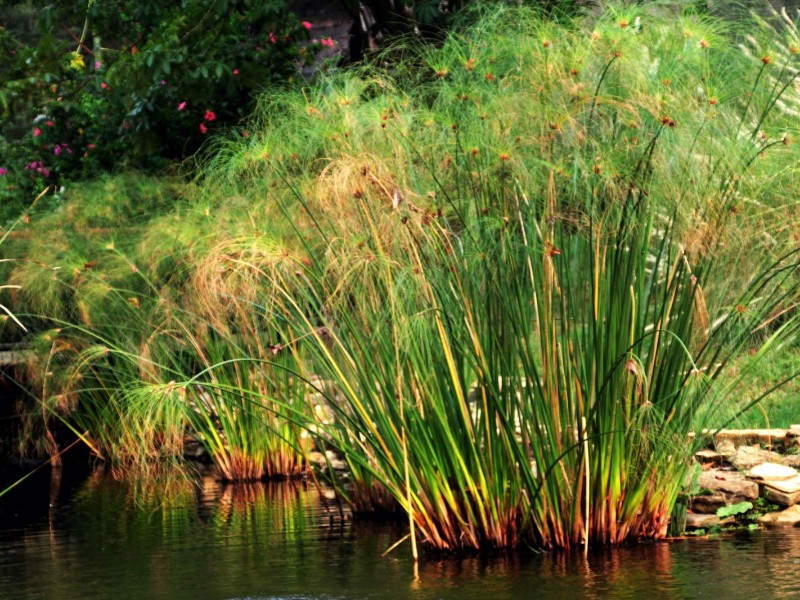 Papyrus Lake Tour