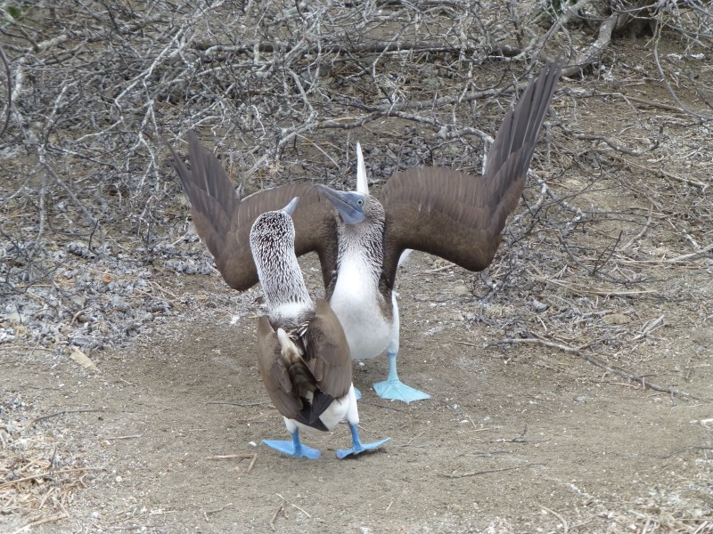 Isla de la Plata Vögel
