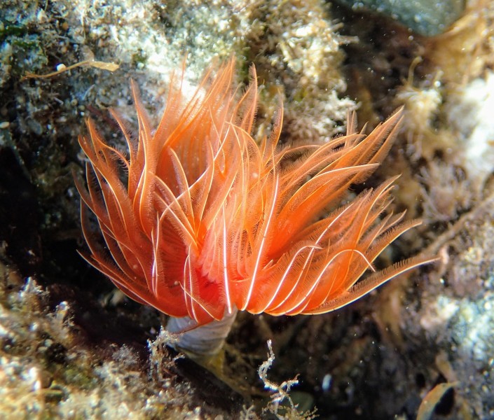 Greek Sealife