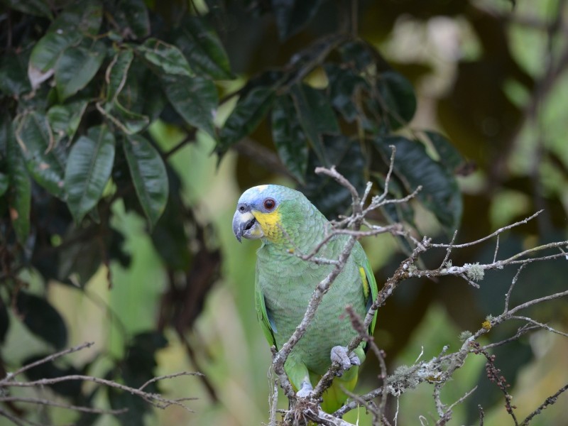 Papagei bei San Agustin