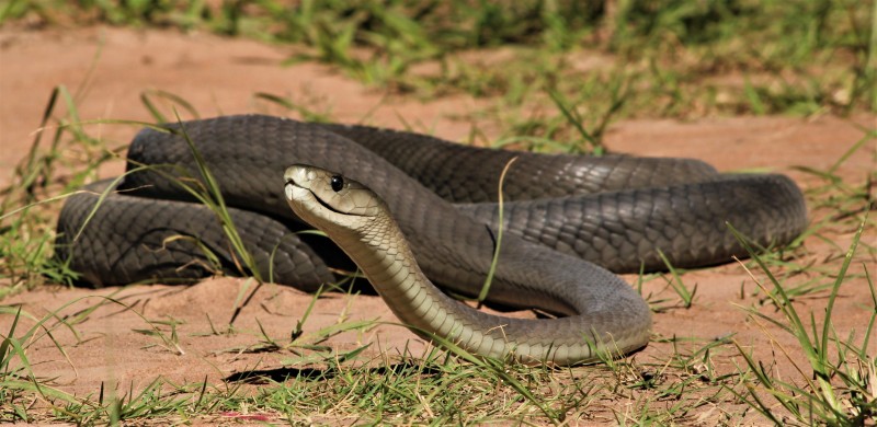 Black Mamba