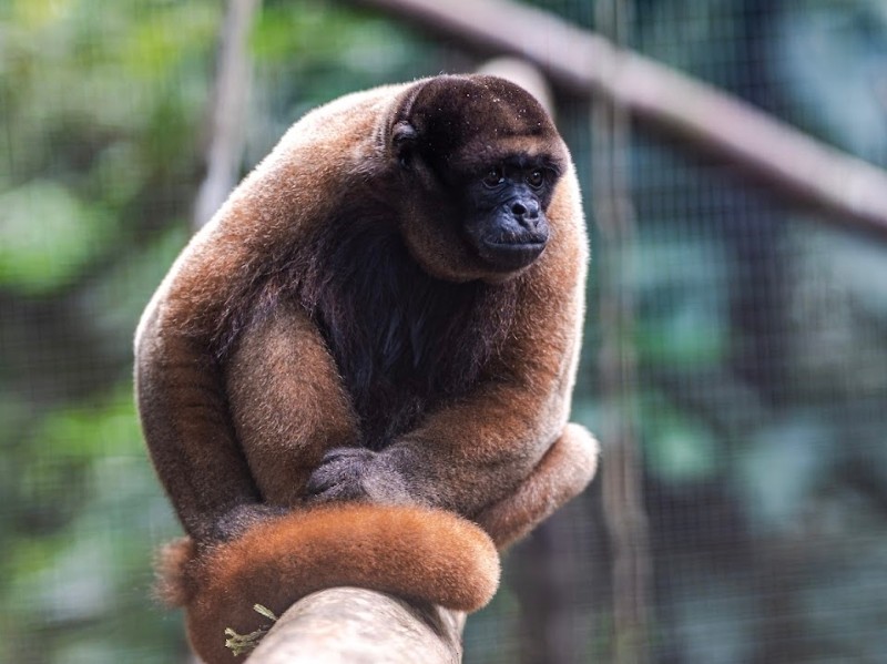 Affe im amaZOOnico-Tierrettunszentrum