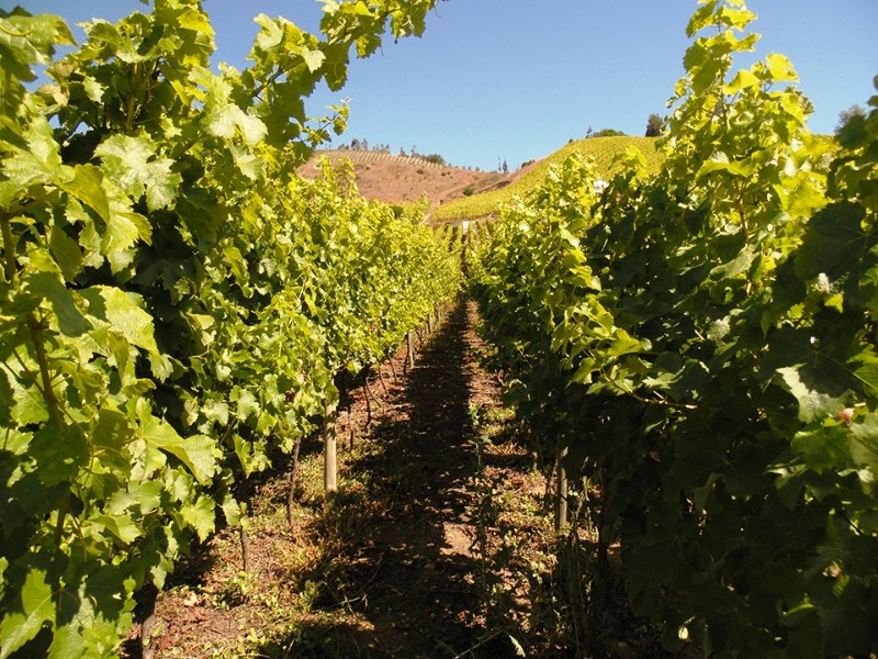 Valle Casablanca - Weinberg