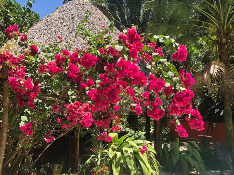 El Pequeño Gecko Verde - Garten