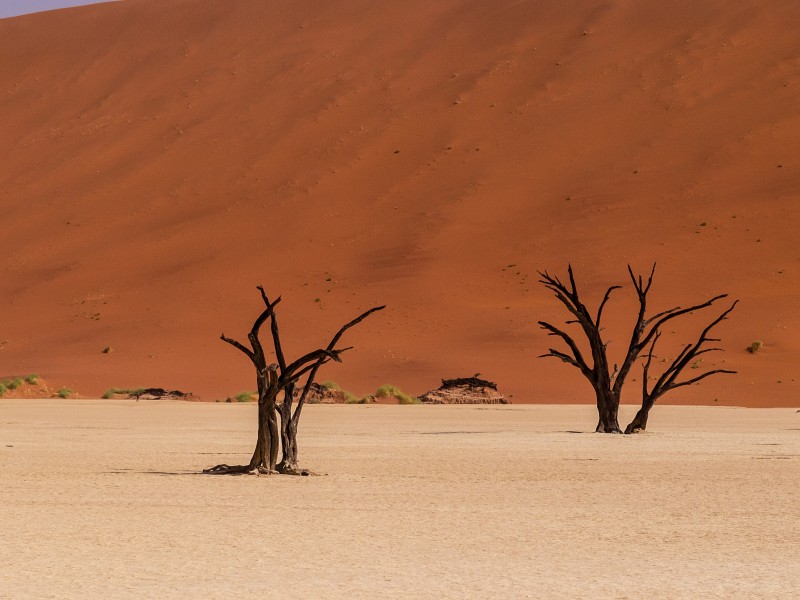 Bäumen in Deadvlei-Namibia