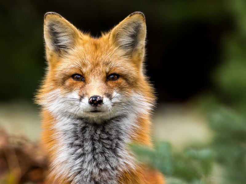 Canada - Algonquin Provincial Park - fox