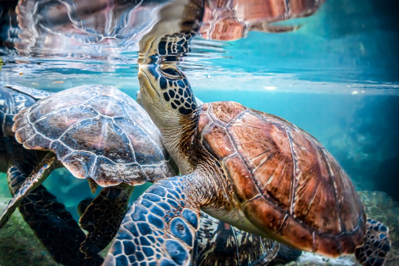 Nungwi Turtle Aquarium in Zanzibar