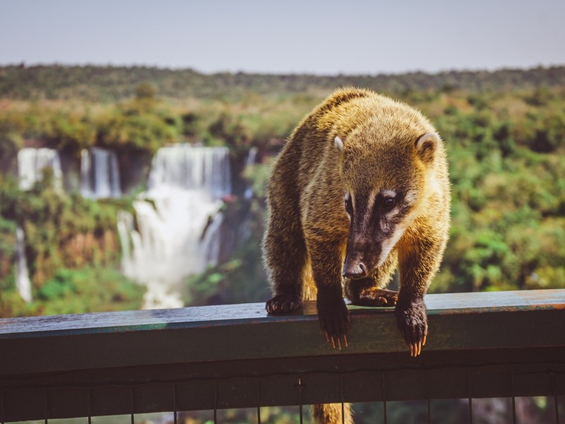 Coati Iguaçu Falls