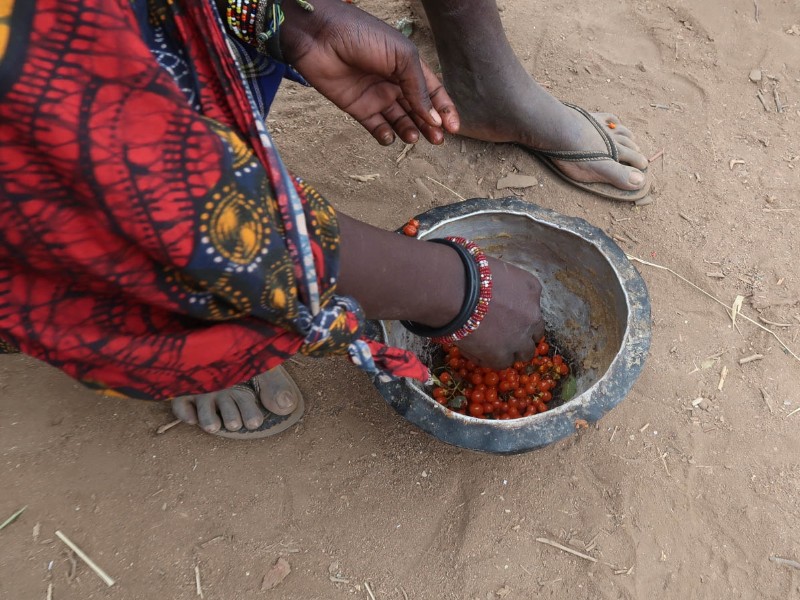 Hadzabe and Datoga Tribes