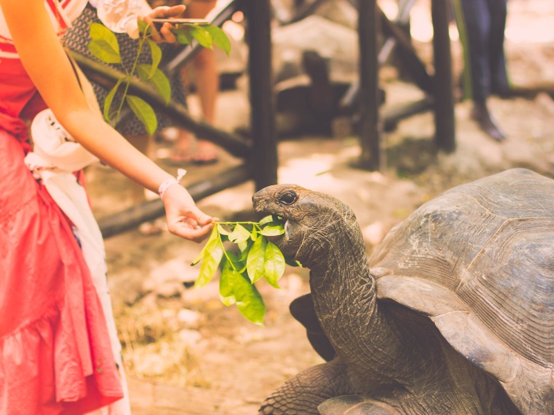 Nature's Harmony, women feeding a turtle