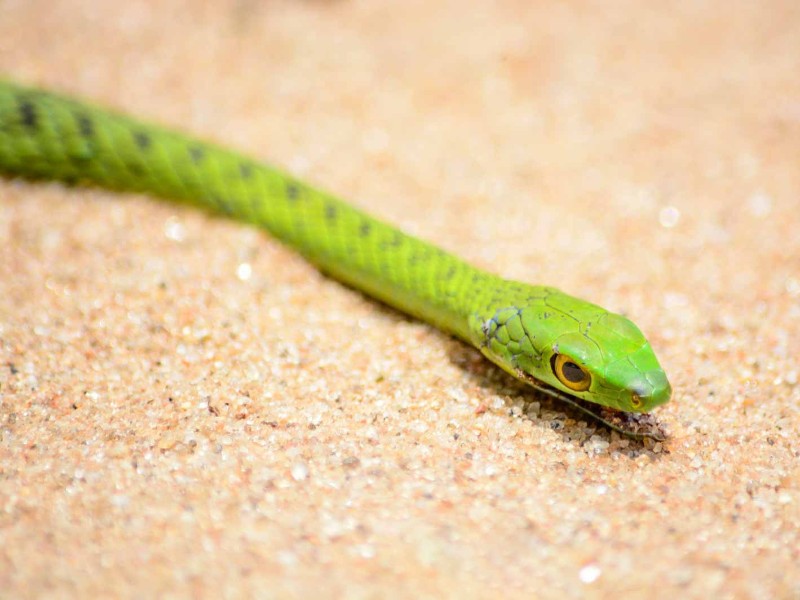Green Vine Snake