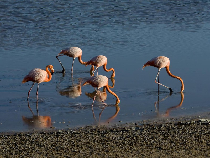 Flamingos