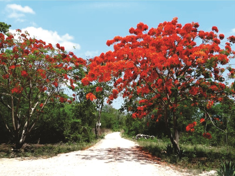 Nueva Altía - Hotelzufahrt