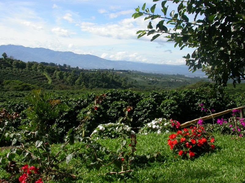 San José - Kaffeeplantage