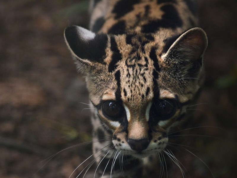 Ocelot