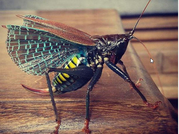 Katydid im biologische Station