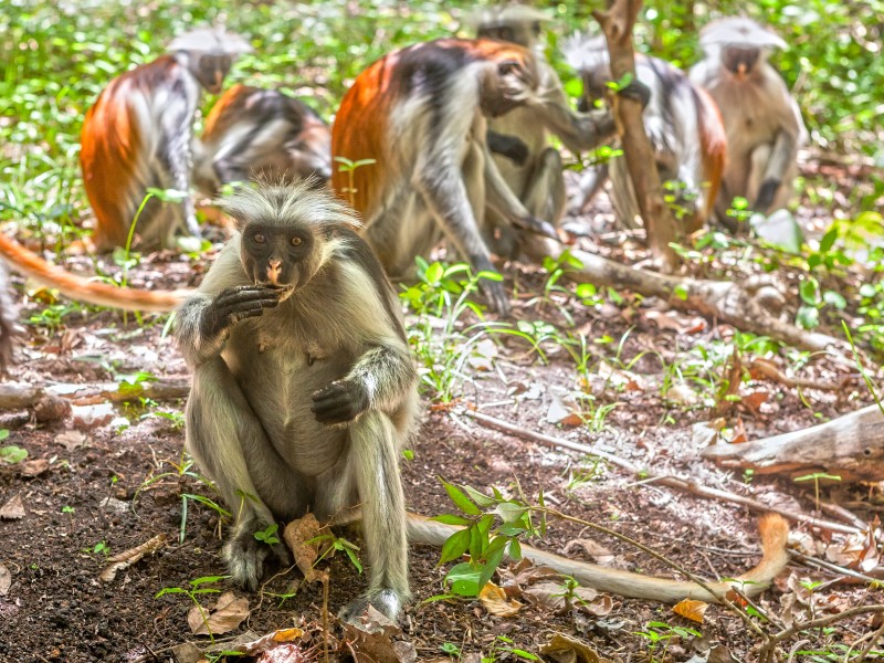 Red Colobus monkeys in Jozani Forest