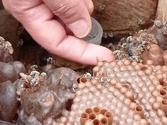 Heilige Maya Bienen