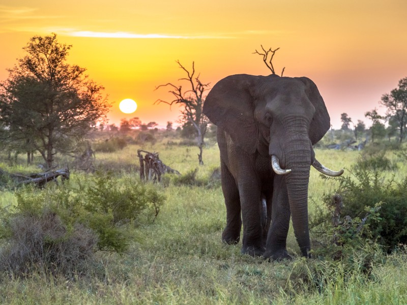 Südafrika - Krüger Nationalpark