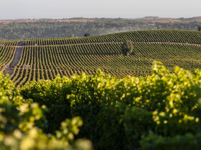 Concha y Toro - Weinberge