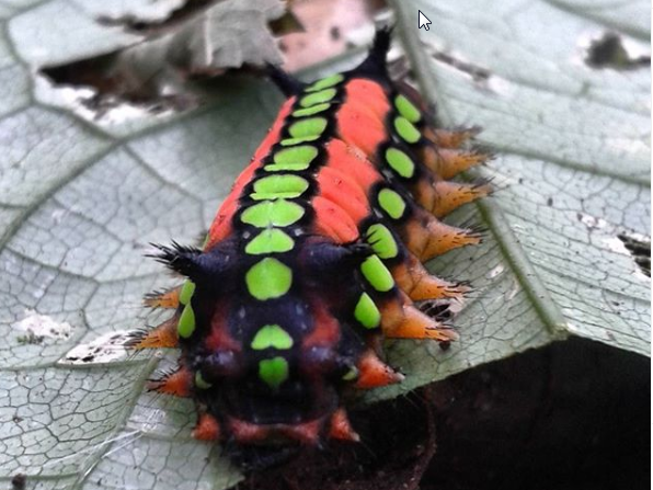Raupe in biologische Station