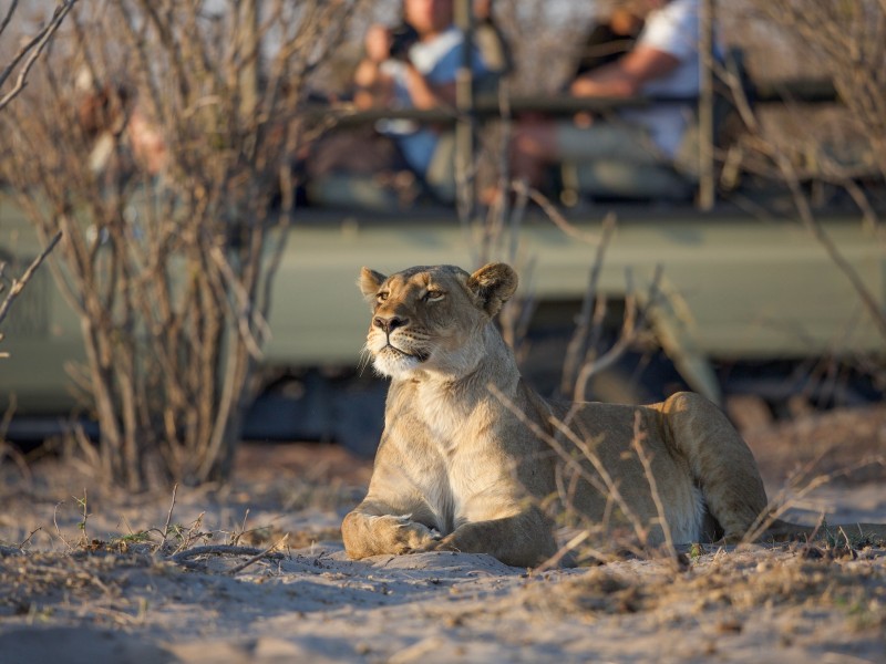 Löwin-Safari-Botswana
