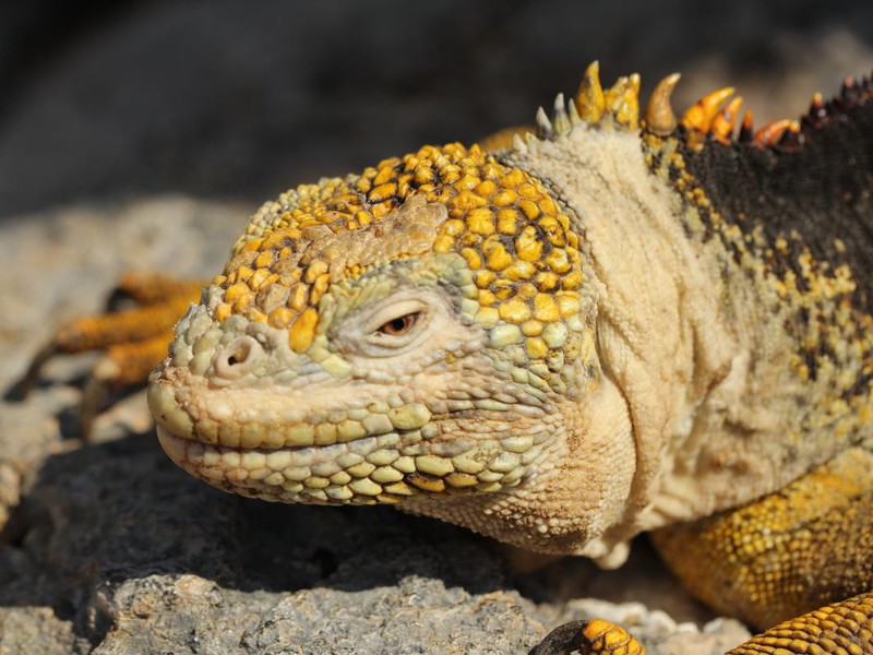 Yellow Land Iguana on Plaza Sur