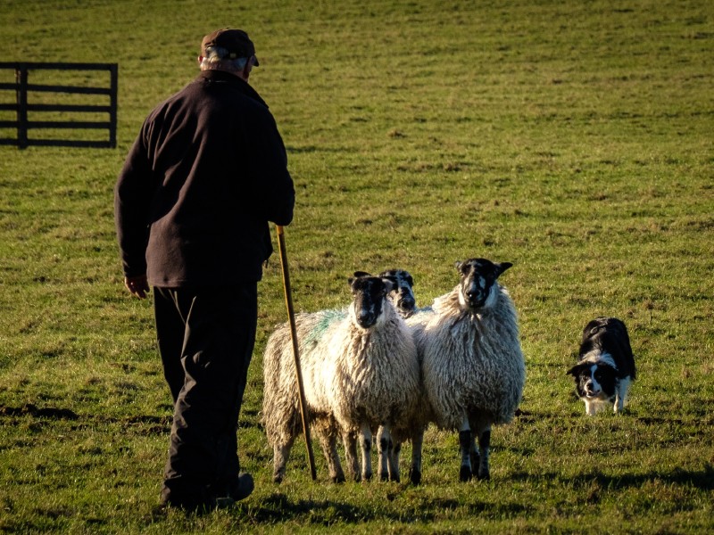 UK - Scotland - Sheep