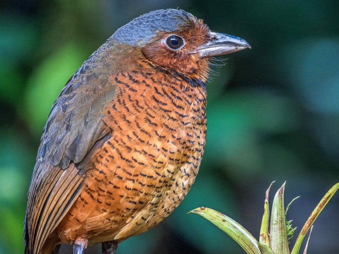 Ochre-breasted Antpitta