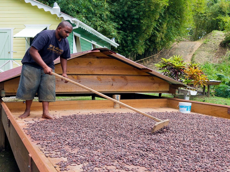 Cocoa being dried