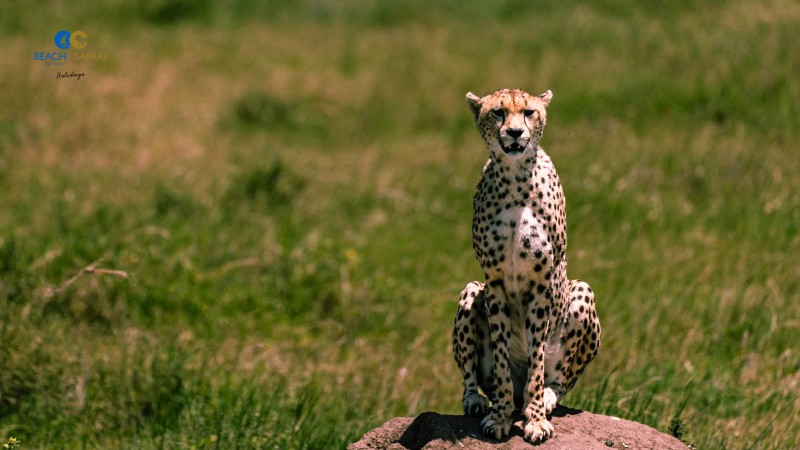 Cheetah