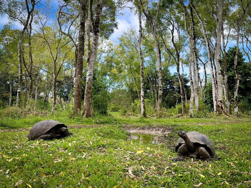 Inselhüpfen Galapagos Pur