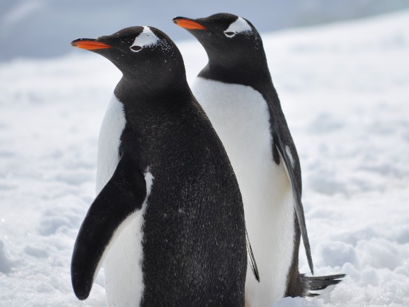 Pinguine auf Eis