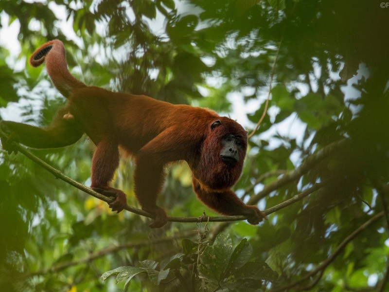 Posada Amazonas - Brüllaffe im Urwald
